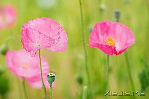 心似莲开,清风自来 (6)