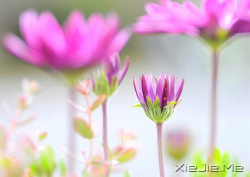 有的人你看了一眼,却惦念了一生 (4)