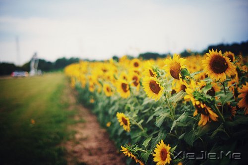 生命,只需要一个甜美的微笑 (9)