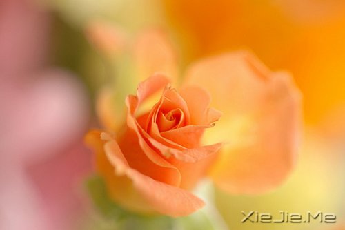 活得平和,才能在心里装下满满的幸福 (10)