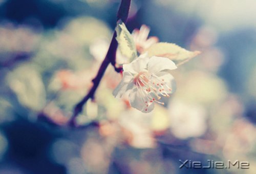 晚安心语:心复杂,世界就是迷宫 (5)