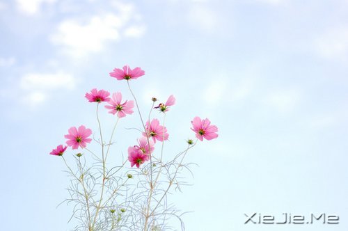 早安心语:走今天的路,过当下的生活 (1)