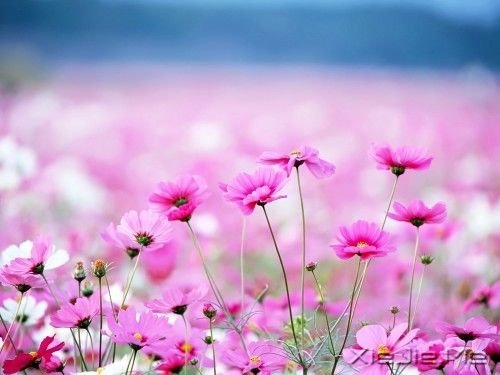 早安心语:你看事情太明白,往往就失了做事的勇气 (10)