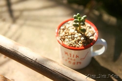 早安心语:不要苛求别人,也不要埋怨自己 (8)