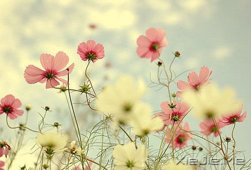 如果我不这么在乎,生活会简单得多 (12)