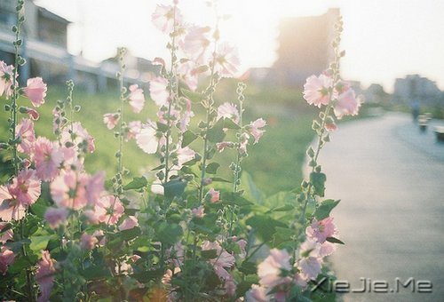 经典语录:一个人的天荒地老 (11)