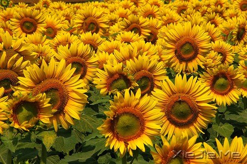 一个人流浪,不必去远方 (4)