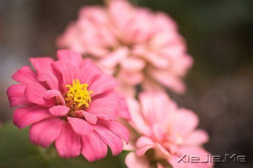 文字:火龙果小姐